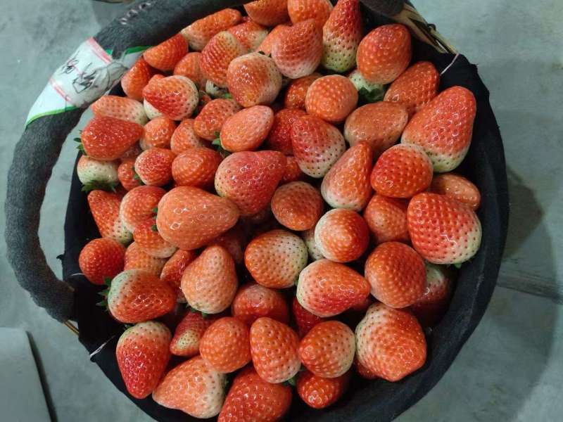 宁玉草莓对接各大市场电商团队连锁商超规格齐全欢迎实地看货