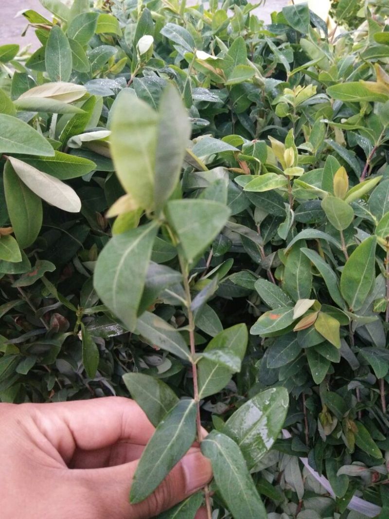 金森女贞4cm以下