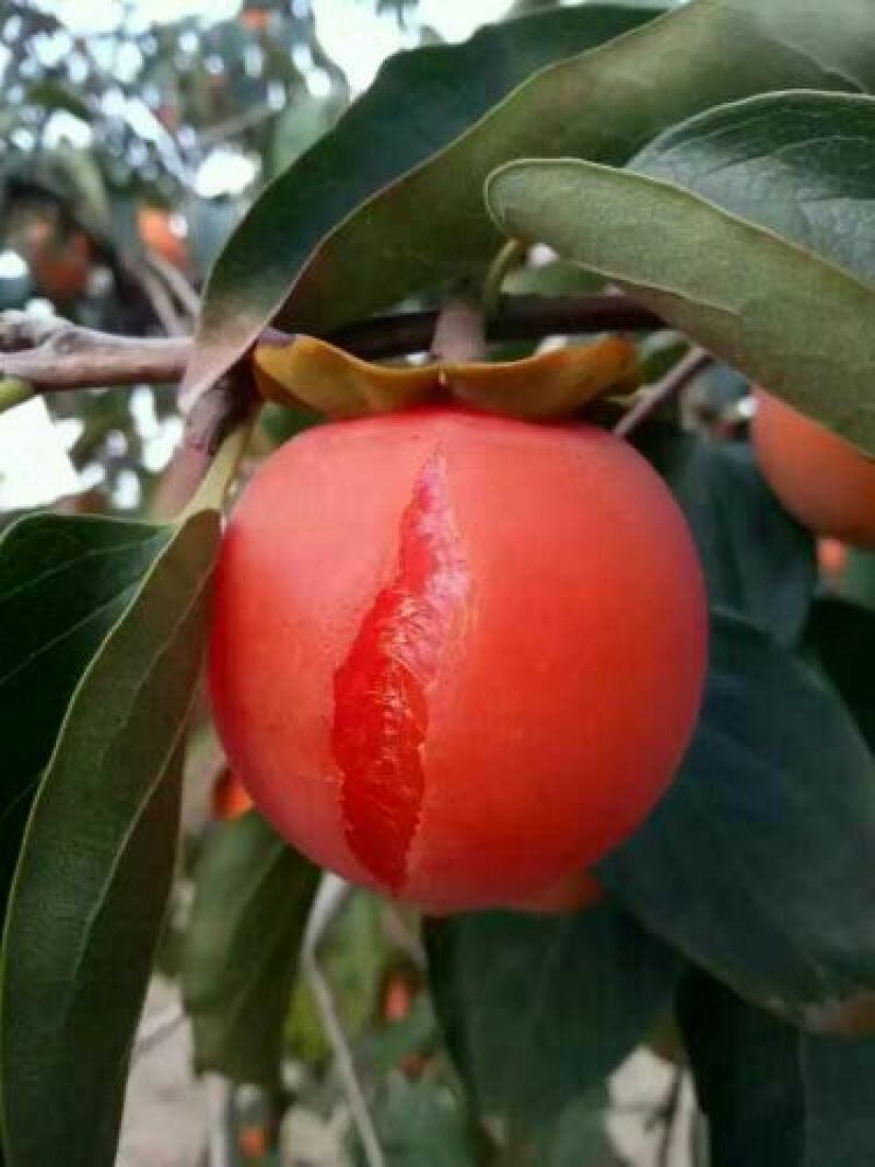 柿饼1~2两
