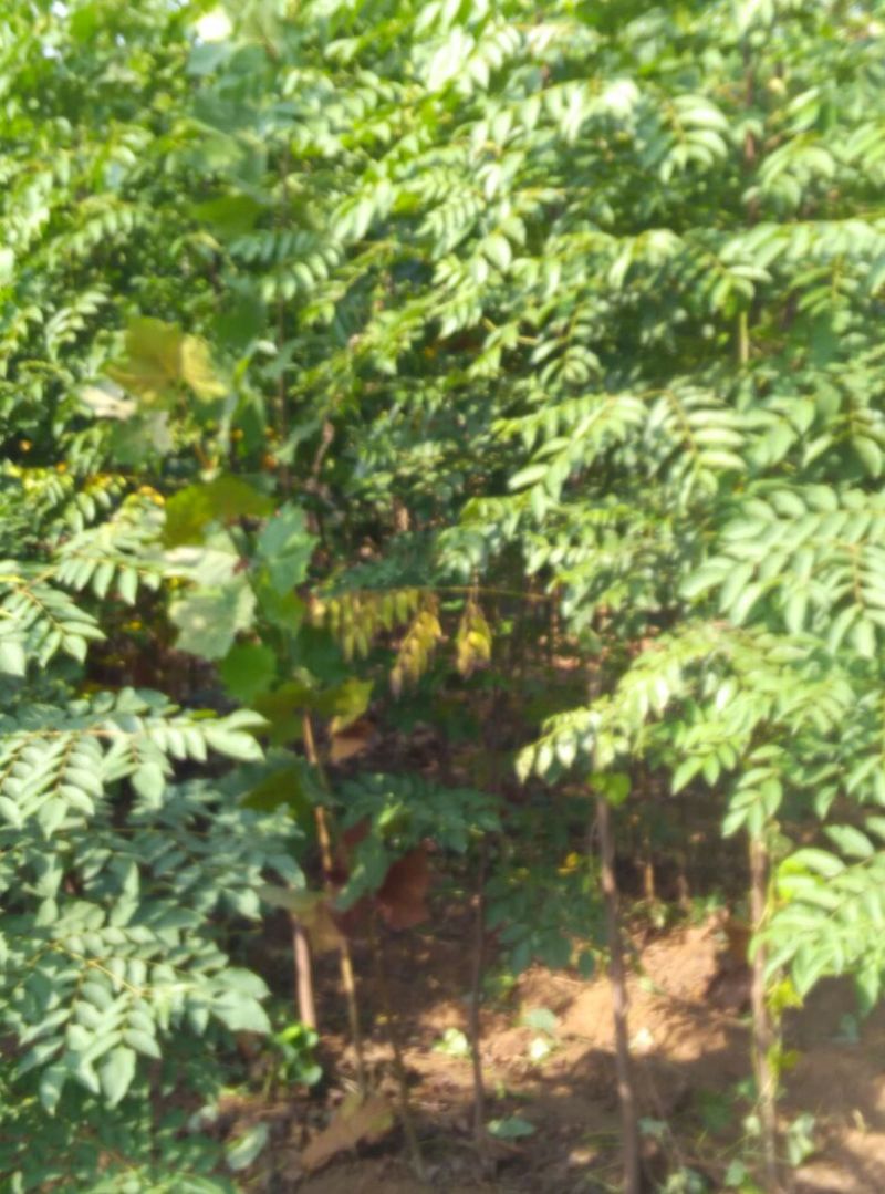 北京栾2~4cm4cm以下3~3.5米