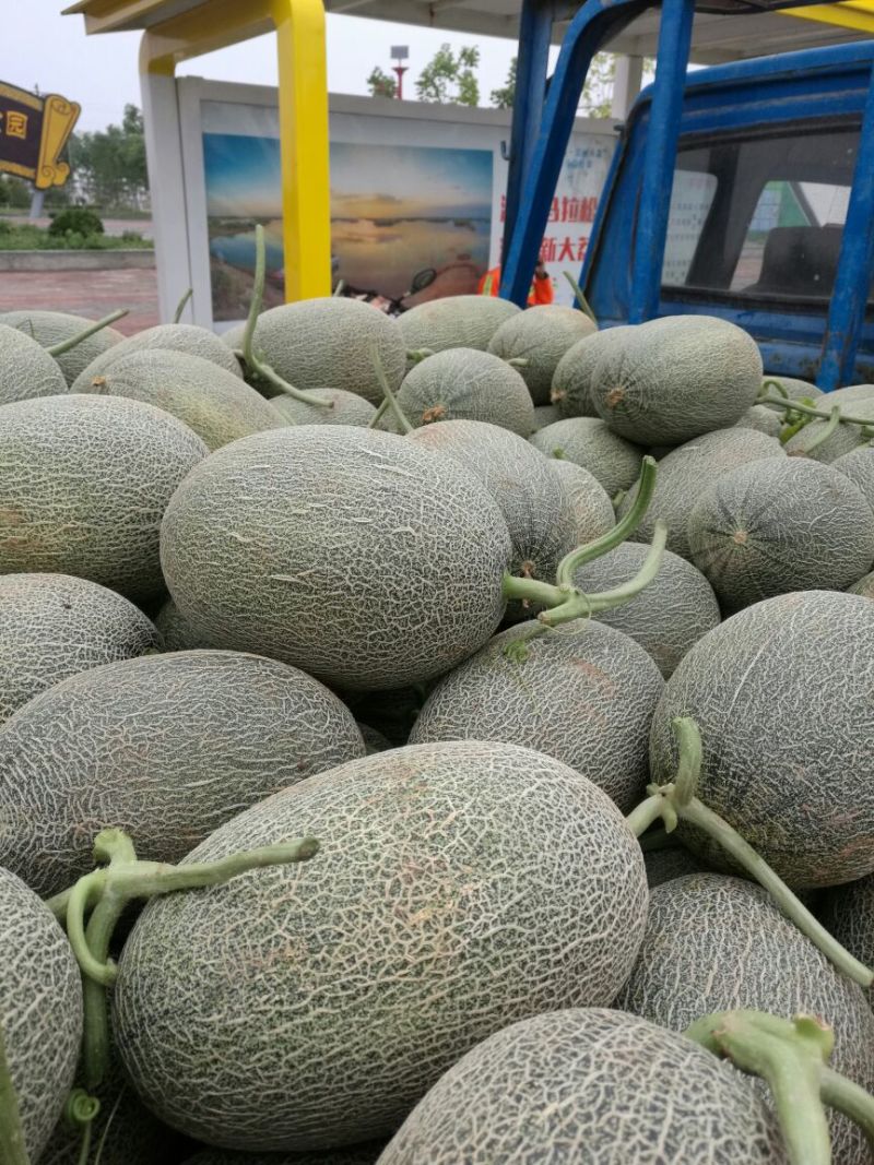 甘蜜宝哈密瓜