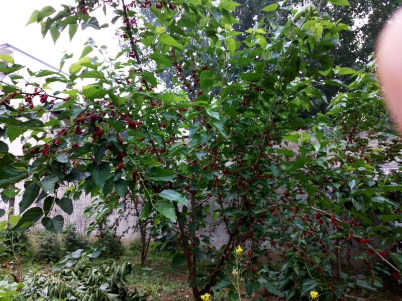 桑椹树苗《果桑》