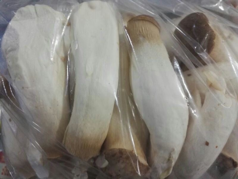 杏鲍菇蕾二级