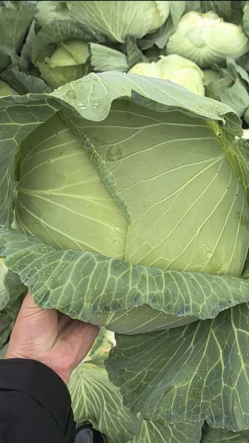 湖北京丰一号大量上市，对接市场，商超，电商