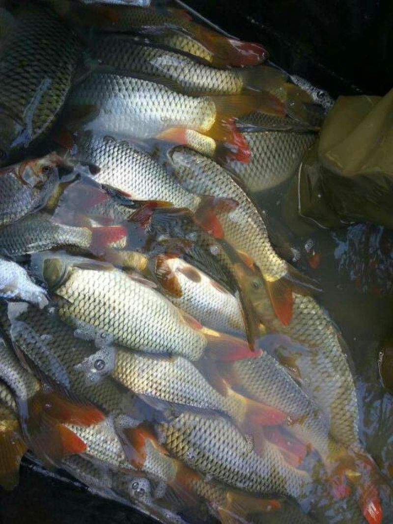 河鲤鱼食用1~2公斤