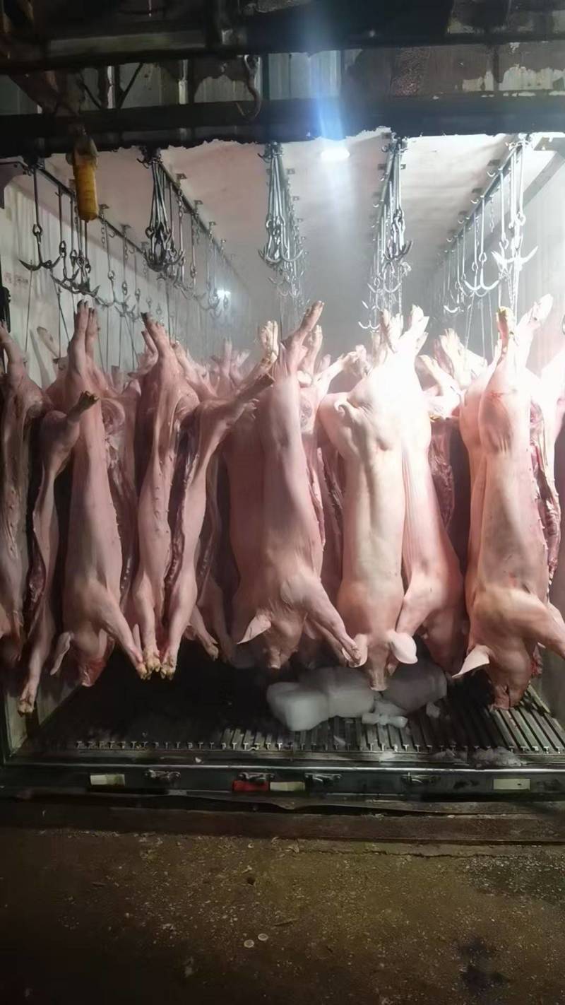江西猪仔肉（厂家直发对接全国市场量大从优）