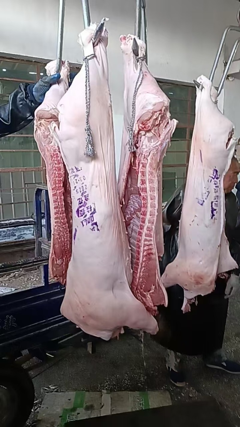 江西猪仔肉（厂家直发对接全国市场量大从优）