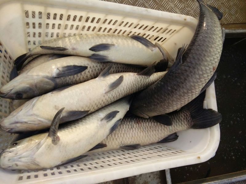 红鲤食用1~2公斤