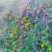 野菊花统货