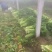 西芹
