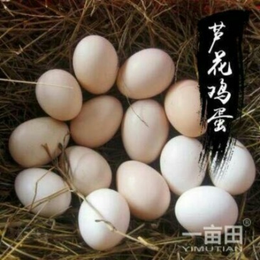 五农土鸡蛋食用50~60g