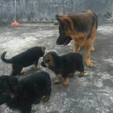 德国牧羊犬公母幼苗成年通货