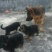 德国牧羊犬公母幼苗成年通货