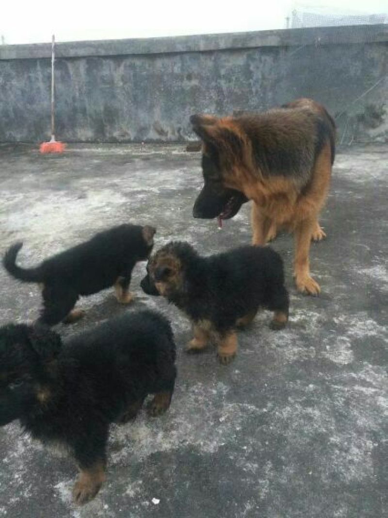 德国牧羊犬公母幼苗成年通货