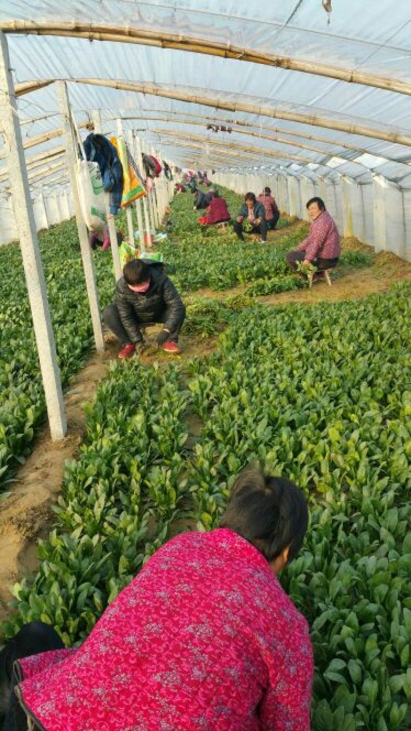 黑叶菠菜20~25厘米