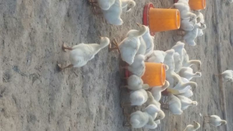 狮头鹅苗250g以上