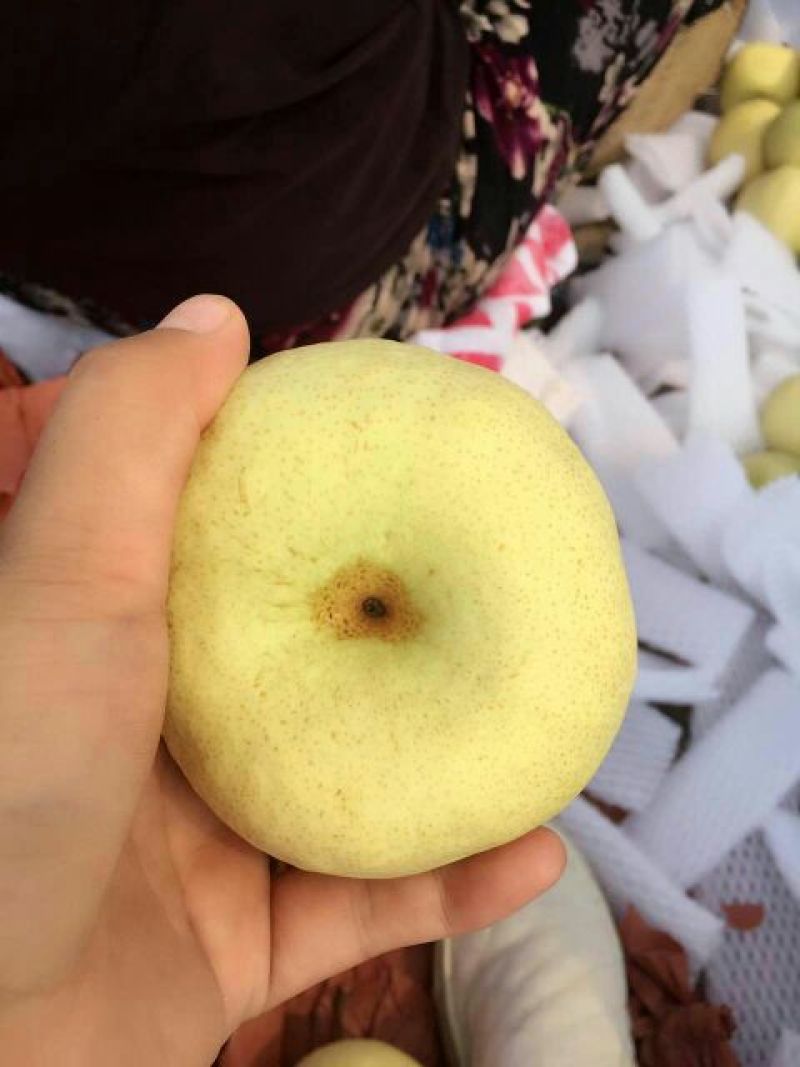 酥梨200~250g纸箱