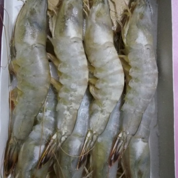 青虾食用13~15只/kg