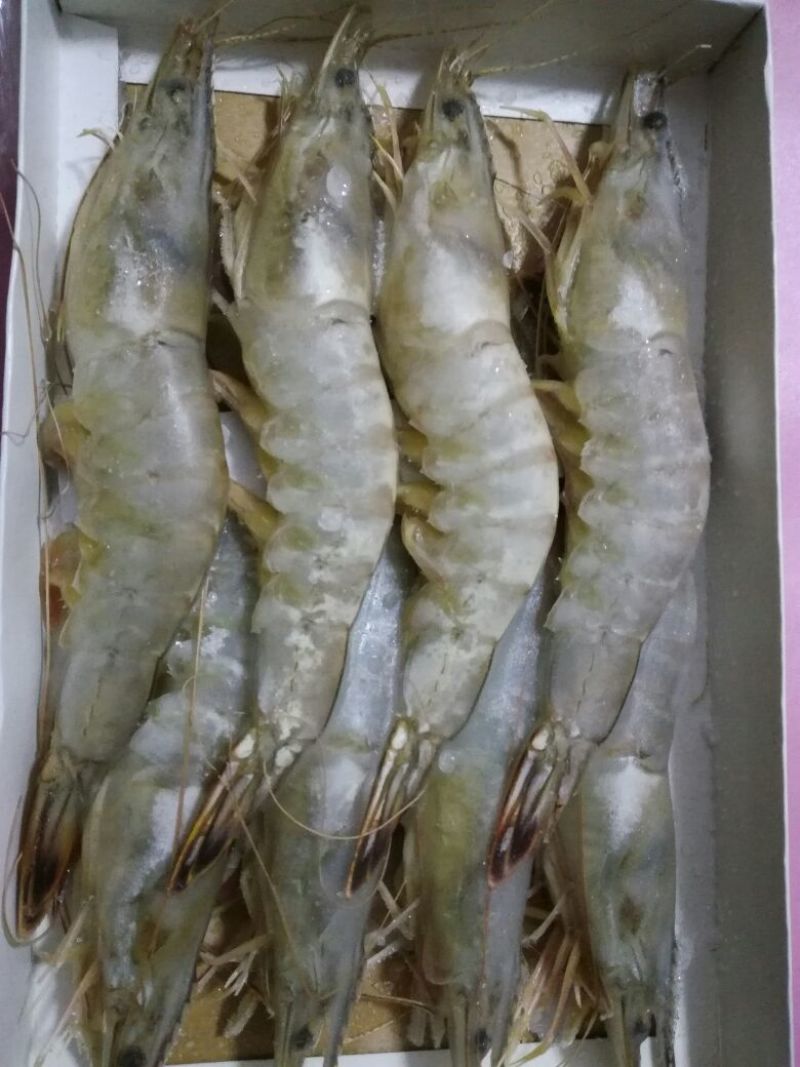 青虾食用13~15只/kg