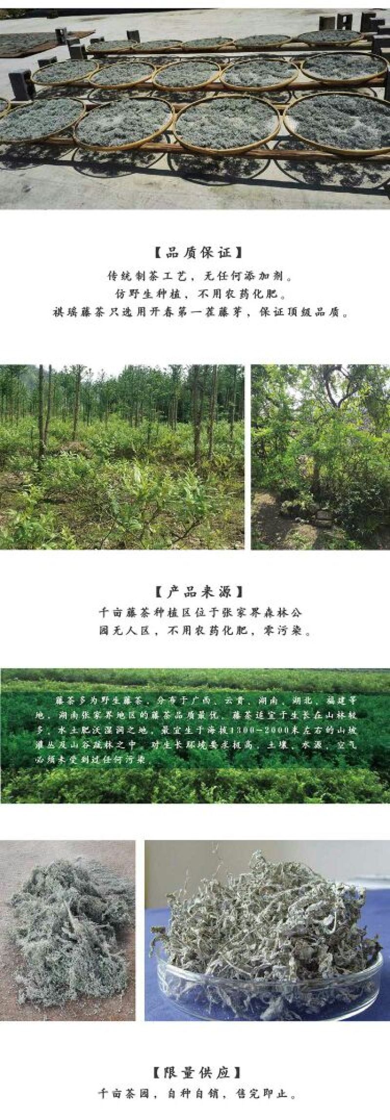 藤茶特级