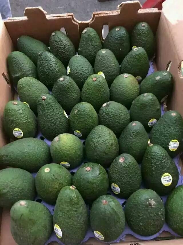 牛油果广西梧州市_批发_供应-一亩田农业网_专