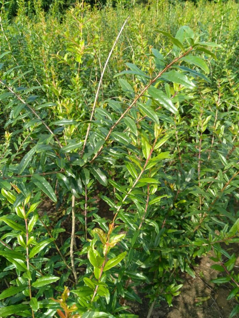 红石榴苗70~80cm