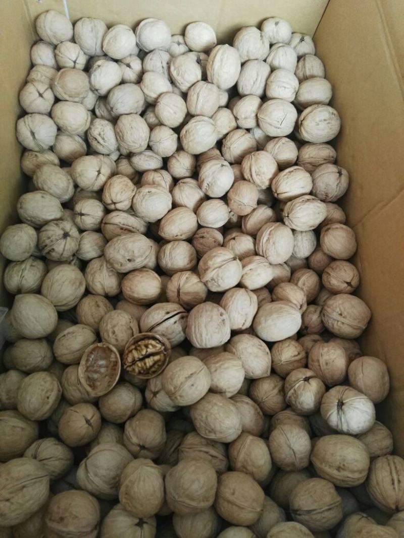 纸皮核桃去皮干