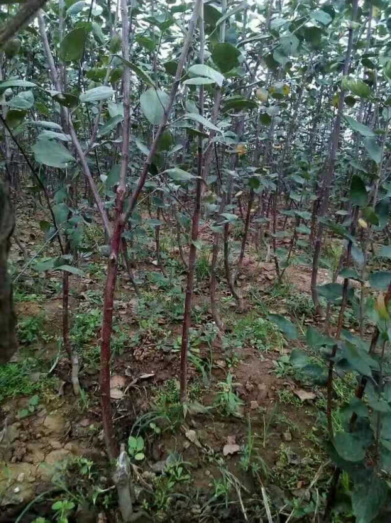 红肉苹果树苗响富品种苗基地直销先挖现卖