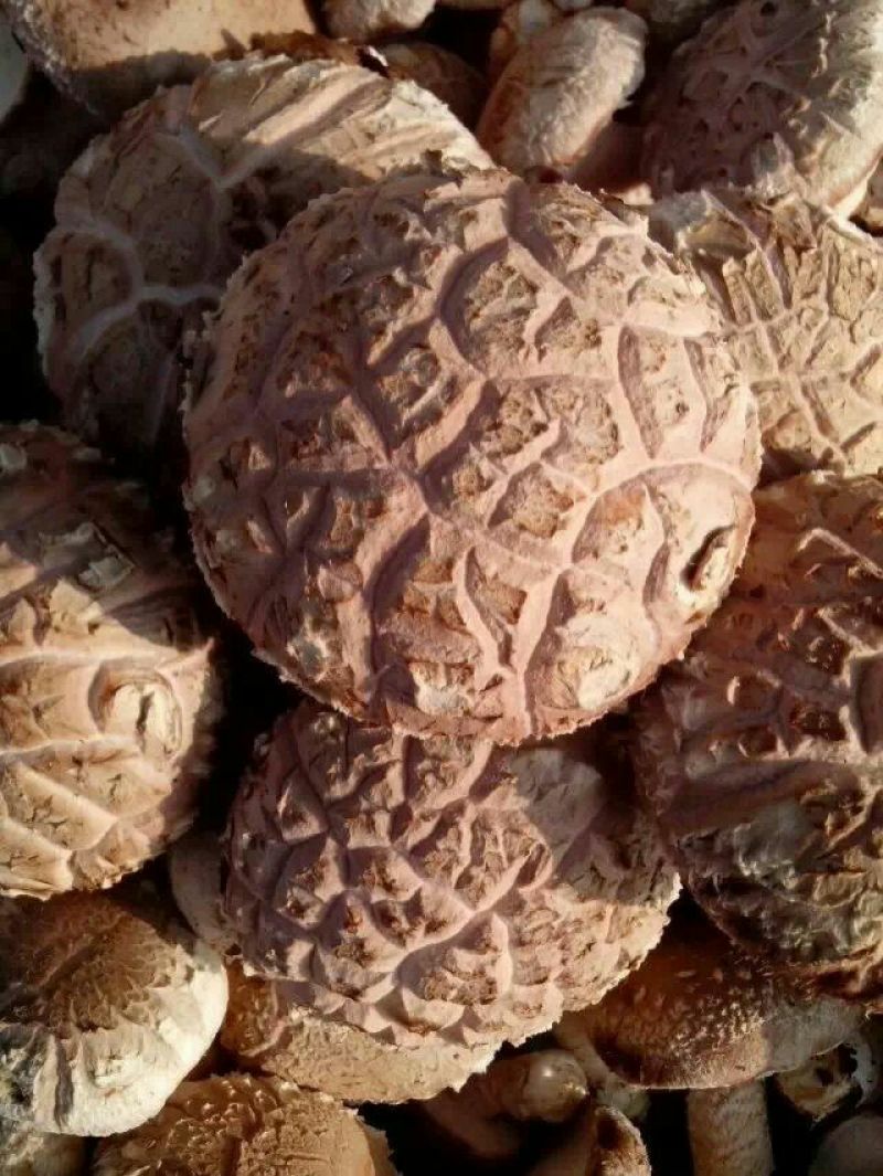 干香菇
