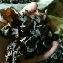 干木耳二级