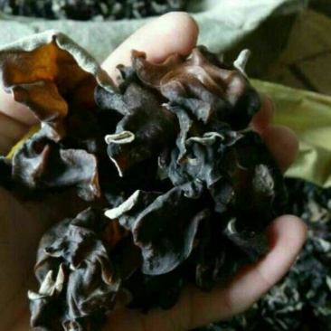 干木耳二级