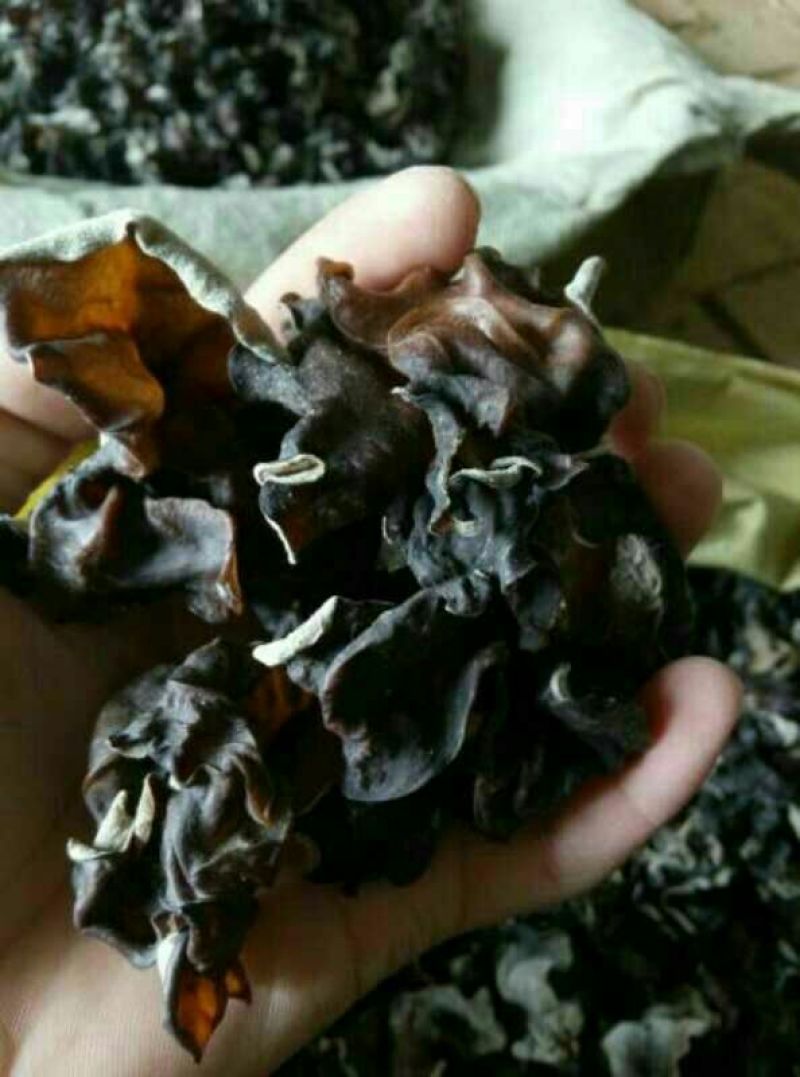 干木耳二级