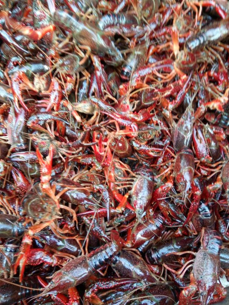 小龙虾食用6~8钱活虾