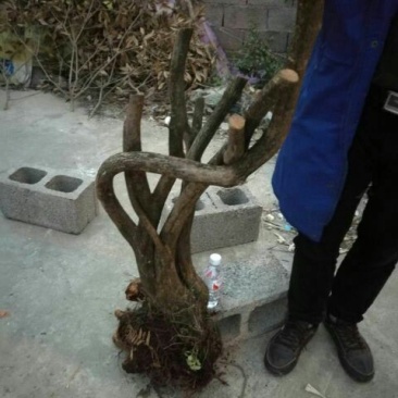 映山红15~20cm