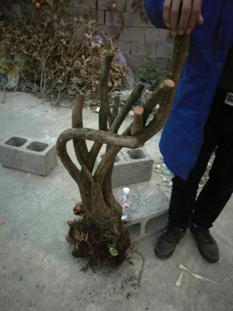映山红15~20cm