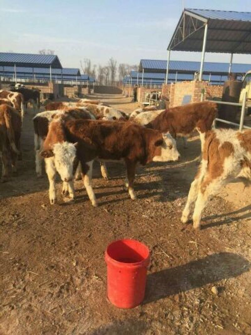 西门塔尔牛实价买牛联系，利木赞，夏洛来活牛，价格便宜