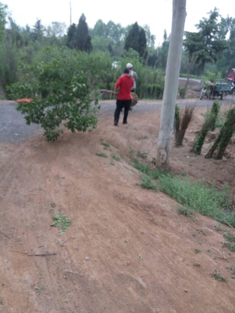 大叶女贞大量批发3公分，看货现挖，规格齐全，帮忙找车