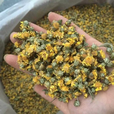 野菊花
