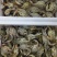 螃蟹食用雌蟹