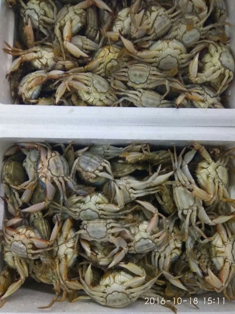 螃蟹食用雌蟹