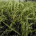 稻花香，北大荒农垦种植稻花香大米。一吨起批，支持一件代发