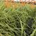 稻花香，北大荒农垦种植稻花香大米。一吨起批，支持一件代发
