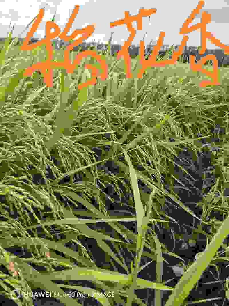 稻花香，北大荒农垦种植稻花香大米。一吨起批，支持一件代发