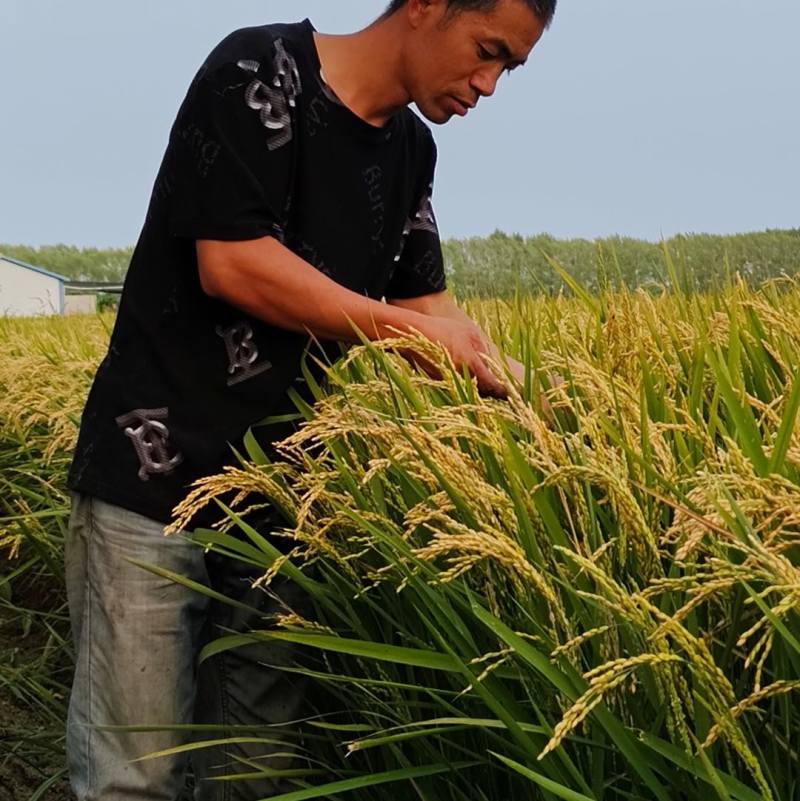 稻花香，北大荒农垦种植稻花香大米。一吨起批，支持一件代发