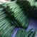 黄瓜22~25公分干花带刺