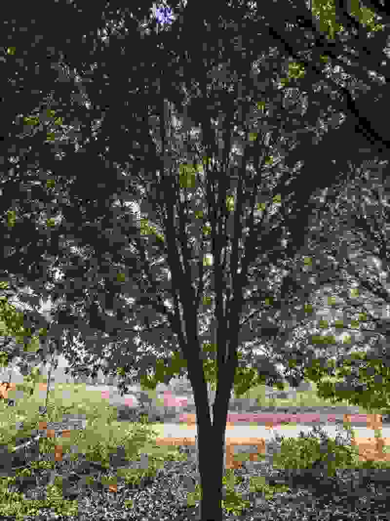 精品特大桂花树/对接园林别墅景观造型/产地直发/一树一价