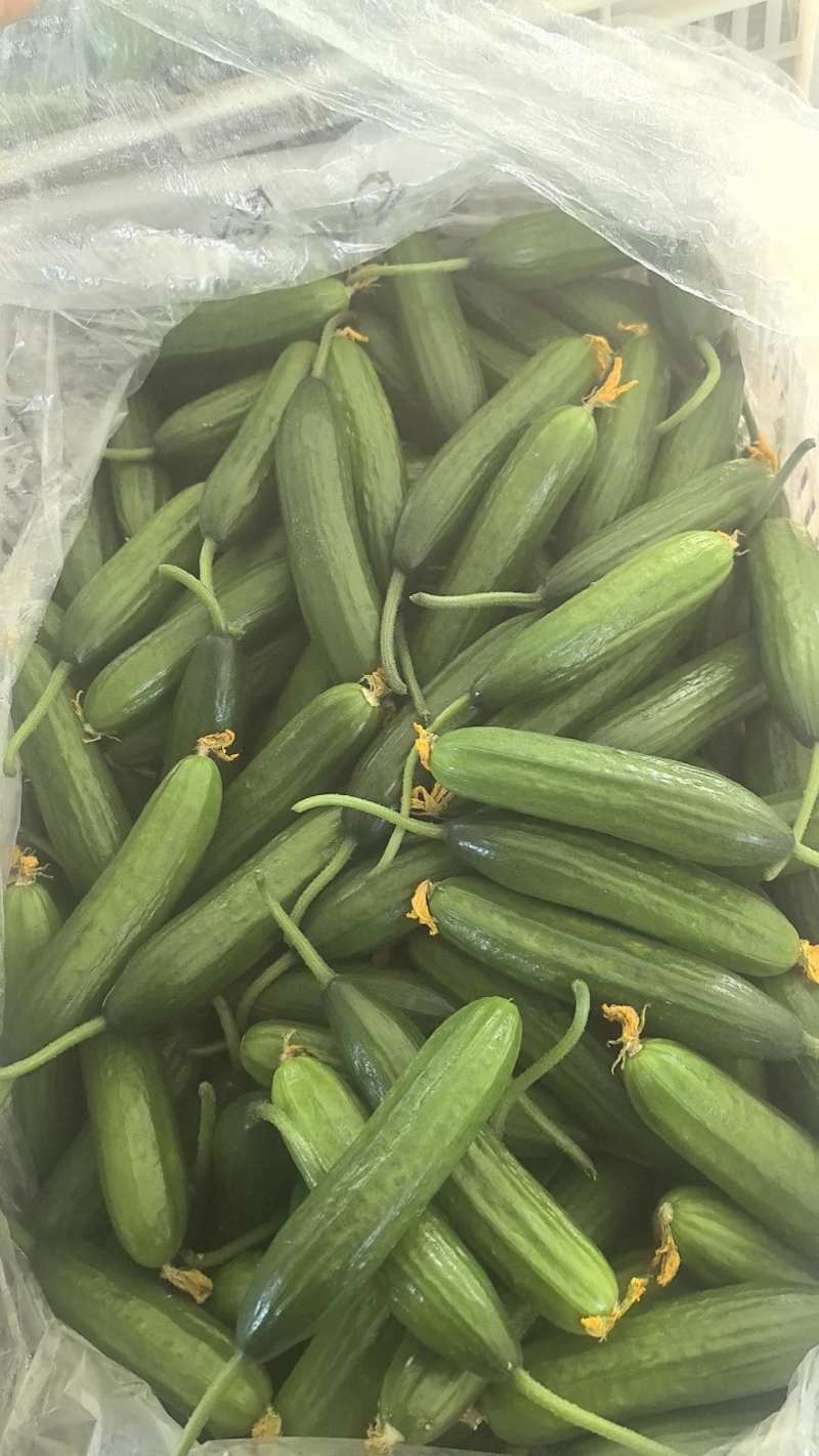 山东青岛水果小黄瓜，干花，量大，质优价廉，原产地发货。