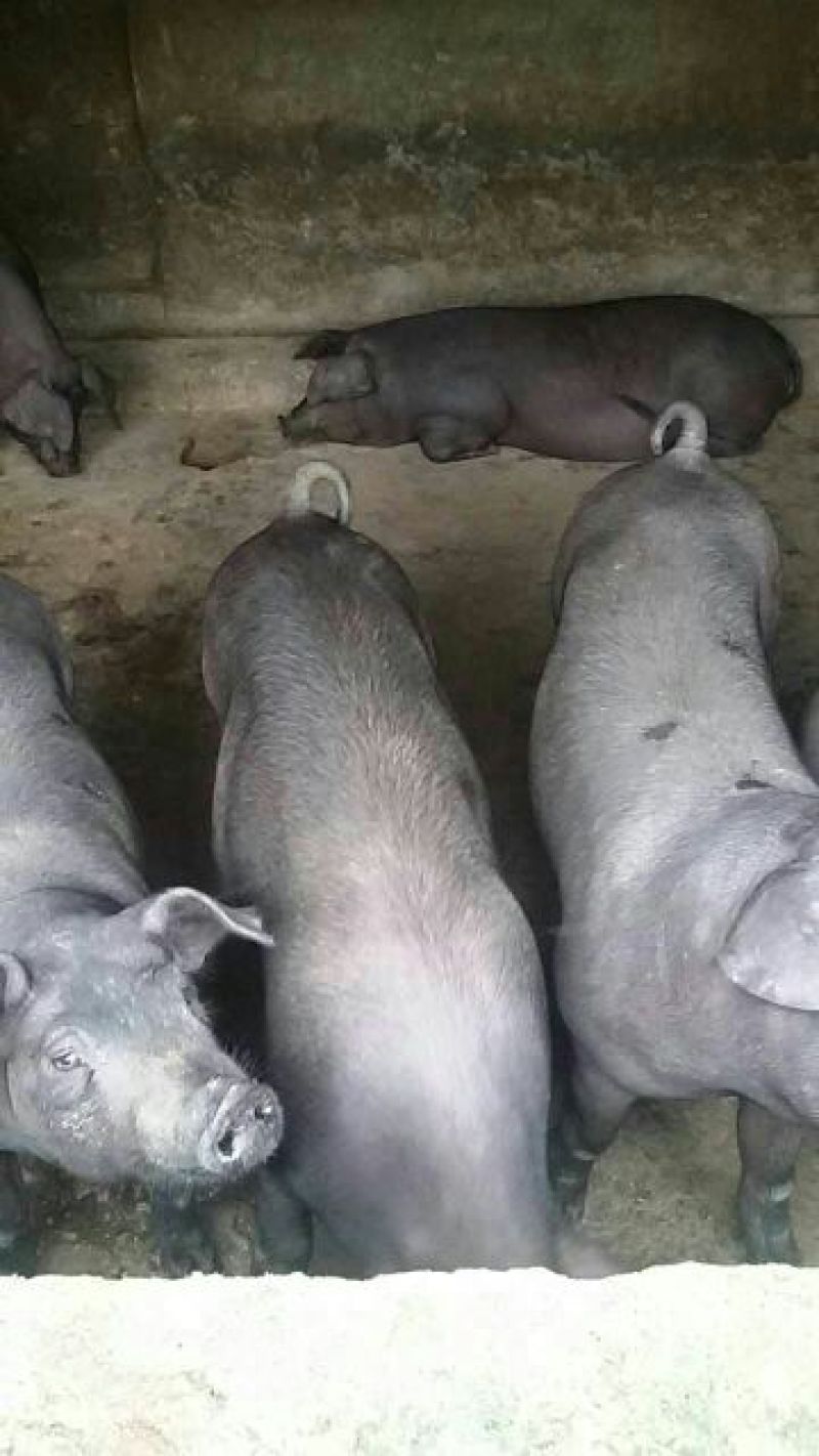 太湖母猪种猪