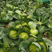 湖南汉寿县包菜产地一手货源量大优惠，对接全国市场电商平台