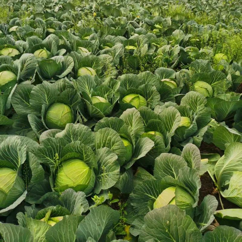 湖南汉寿县包菜产地一手货源量大优惠，对接全国市场电商平台